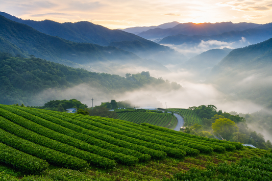 Misty high-mountain tea plantation in Taiwan with rows of oolong tea fields at sunrise