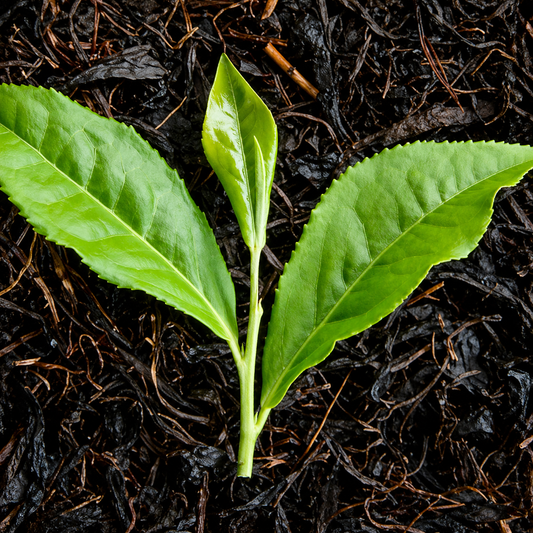 The Chemical Composition of Tea