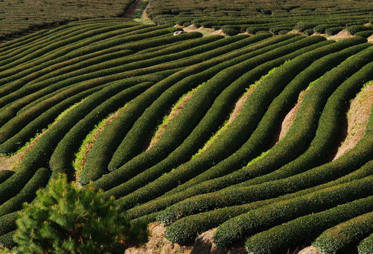 Terraced high-mountain tea plantation in Taiwan with rows of tea plants
