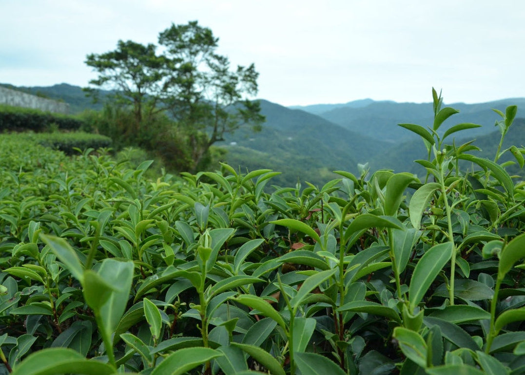 Close-up of fresh tea leaves growing in a mountain tea plantation in Taiwan