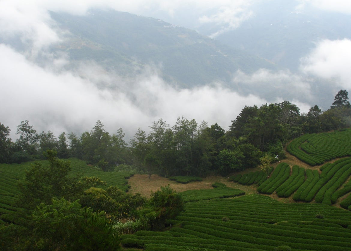 Tea plantation in Taiwan with terraced rows in a misty mountain landscape