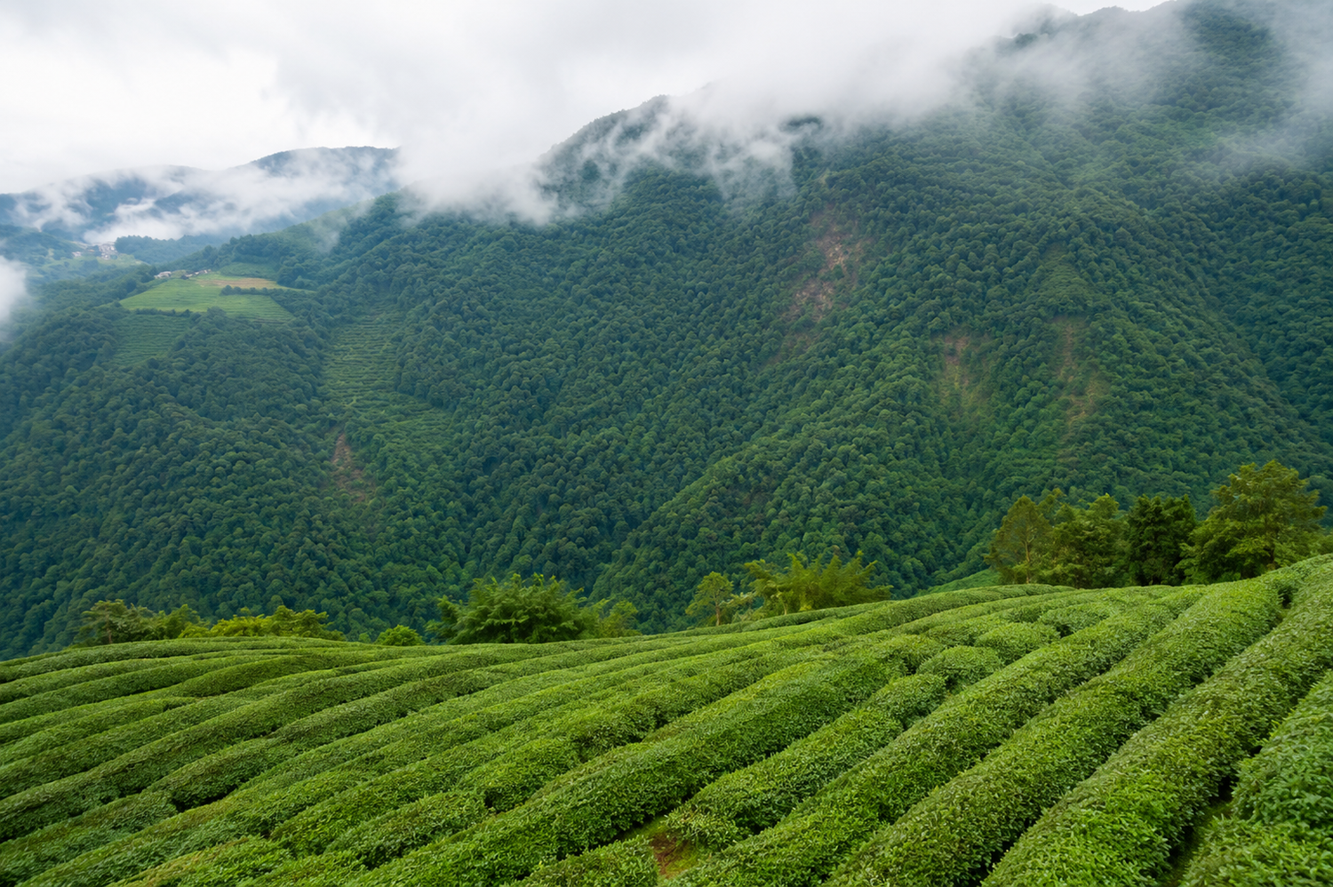 Mist-covered tea fields in Ren'ai Township, where cool temperatures and mountain fog create ideal tea-growing conditions.